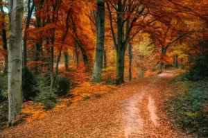 Best Fall Break Trip Ideas for Families and Students