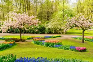 Spring Scenery 8 Best Destinations to Enjoy Nature's Bloom